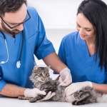 İzmir Veteriner (6)