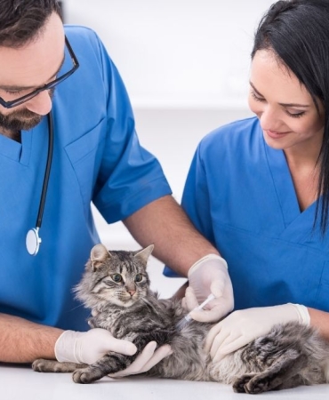 İzmir Veteriner (6)